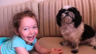 singing shih tzu ♥