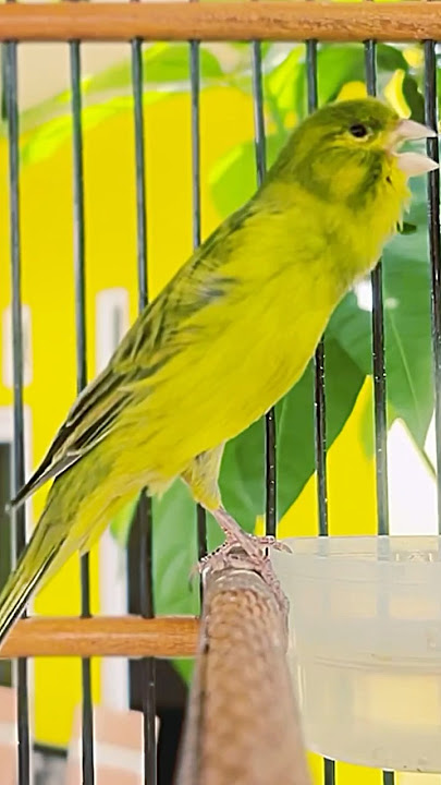 Kenari af gacor durasi panjang untuk masteran kenari muda #birds #pancingankenari #canario #canarias