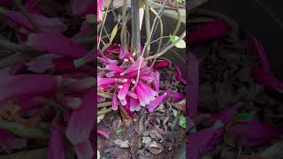 ചന്തം വിരിയും Teccomanthe hilli / Facinoisland creper / Creeper Plants