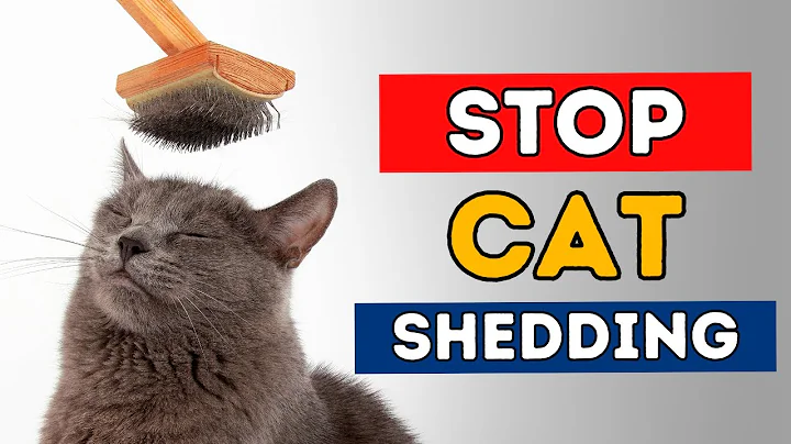 7 Steps To Stop Cat Shedding