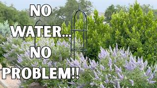 3 Gorgeous Plants That Do Not Need Irrigation Even In A Hot Climate