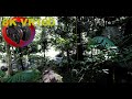 8K VR180 JUNGLE LIVING ASMR at Springbrook National Park Part 2 in 3D (Travel/Lego/Nature/Music)