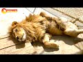 Новые львиные пары - кому в Тайгане жить хорошо))) Lions life in Taigan.