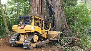 CAT D6R XL Bulldozer Operator Tries to Push Big Tree, Here’s What Happened