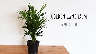 Golden cane Palm | favourgreen