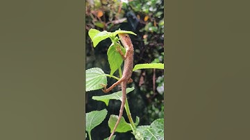 Tôi đả ẩn nấp rất kỉ để trú mưa bạn không thể thấy tối