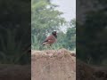 BIRDS 🐦 VIDEOGRAPHY & ADCOM 8X ZOOM LENS #trending #mobile #lens #videography #video