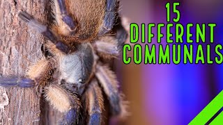 My Communal Enclosures  Tarantulas, Scorpions, Assassin Bugs