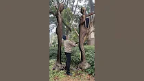 This tree knows how to protect its wife.