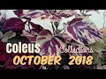 Coleus Collections October 2018