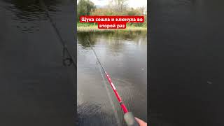 #рыбалка #fishing #щука #спиннинг #поклёвка