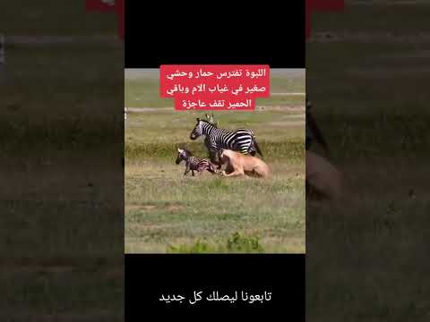 لبؤة تفترس صغير الحمار الوحشي وسط عجز باقى القطيع 2022 