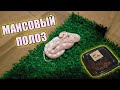 ПОКУПКИ С РЕПТИЛИУМА 2020 МОСКВА / МАИСОВЫЙ ПОЛОЗ