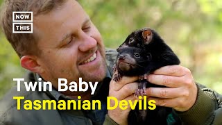 Aussie Ark Introduces Twin Baby Tasmanian Devils