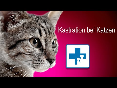 Video: Muss Ich Eine Hauskatze Kastrieren?