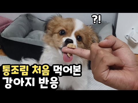 통조림 처음 먹어본 강아지 반응 ㅋㅋㅋ