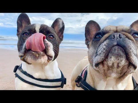 the-best-french-bulldog-sounds!