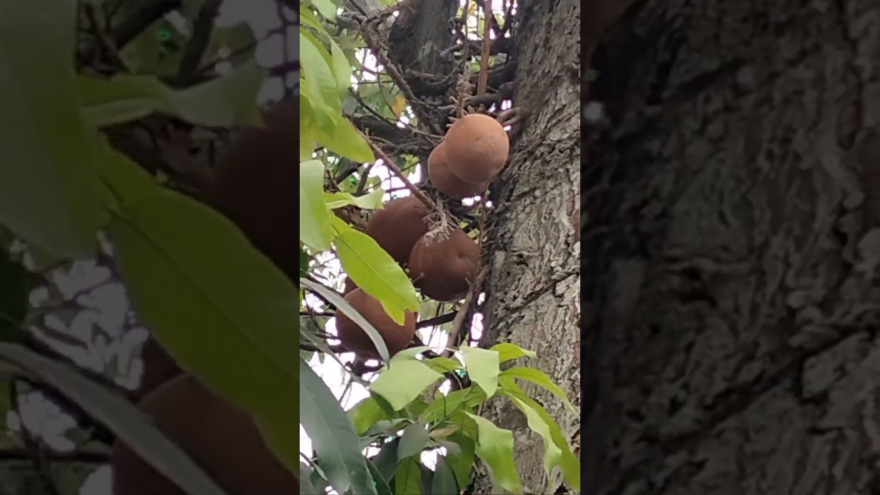 নবদ্বীপ ধাম ও মায়াপুরে যাওয়ার সময় আমরা সবাই ভালো লাগলে সাবস্ক্রাইব করে পাসে থাকবেন ‌ 🌹 ধন্যবাদ 