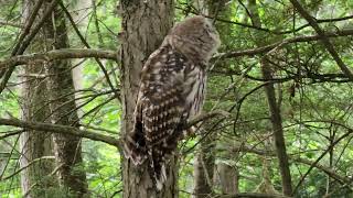 Barred Owl screeching in a tree