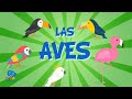 Las aves  vdeos educativos para nios