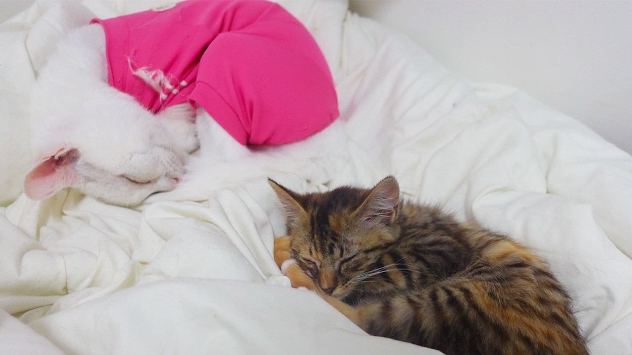 ウチューネコ兄弟（妹）、めぐる魂の約束　The promise of the our spacecat-brothers