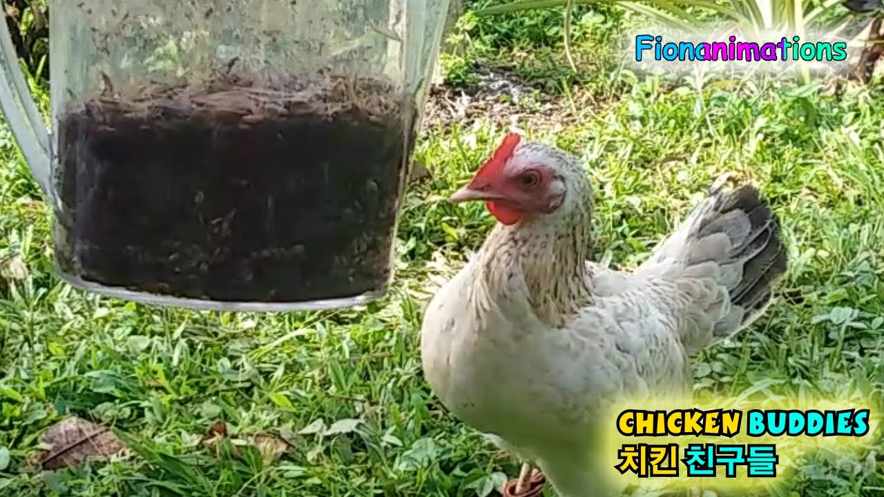 My Chickens Love Termites! 우리 닭들은 흰개미를 좋아해요! YouTube