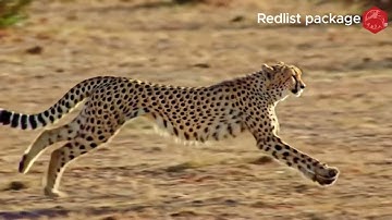 IUCN Red List Data and redlist R Package