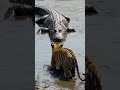 Alligator vs Tiger