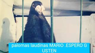 Palomas laudinas .MARIO esperó.. gusten