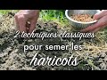 Semer les haricots verts  deux mthodes