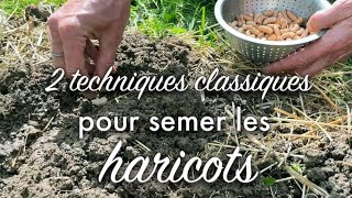 Semer les haricots verts : deux méthodes.