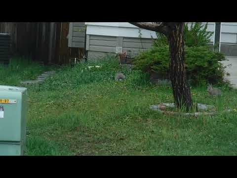 Baby rabbits, White Tailed Jackrabbit, Lepus Townsendii 