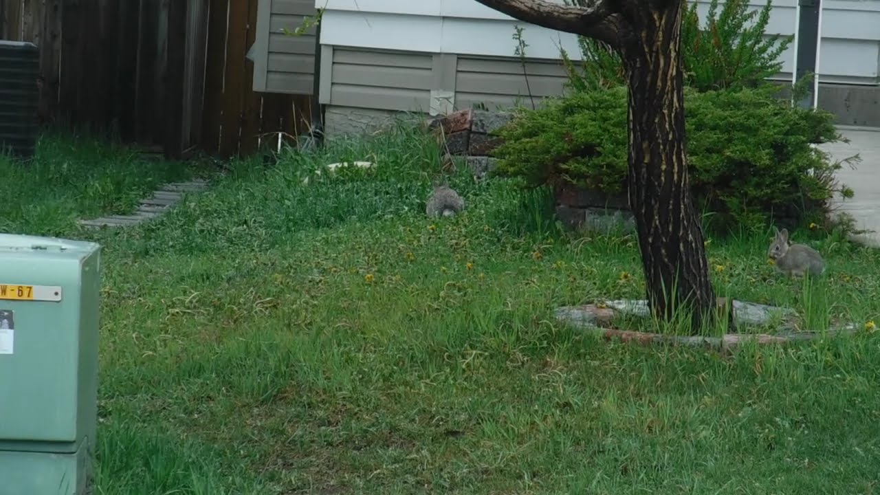 Baby rabbits, White Tailed Jackrabbit, Lepus Townsendii 