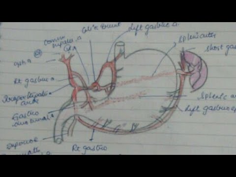 Celiac Trunk,Portal Vein ,Superior  And Inferior Mesentric