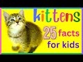 KITTENS for Kids | 25 facts about Baby Cats | Educational Videos for Kids