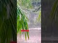 📍Vempalli Park || #shorts #nature #rain 🌧️🍃🥀🍃