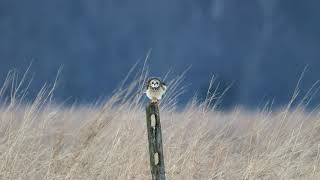 Short-Eared Owl Perched