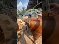 Penyuntikan ATP sapi Simental super‼️#shorts #animals #cow