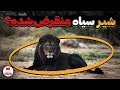 عجیب ترین نژادهای سلطان جنگل شیرهایی که مثل افسانه ها هستند عجیب ترین نژادهای سلطان جنگل شیرهایی که مثل افسانه ها هستند