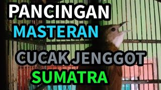 Cucak Jenggot Sumatra Ngetrail Panjang - Pancingan + Masteran