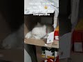 Olha onde tá a minha gatinha Michelle da raça Persa dentro da caixa de leite #shorts #short