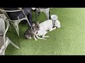Suburban K9 Dog Training at the Culinary Dropout in Austin, Texas