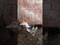حضرتك الحاجة بطه اشتركو بالقناه حبايب قلبي حضرتك الحاجة بطه اشتركو بالقناه حبايب قلبي