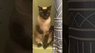 My Roommates Cat Doing The Macarena