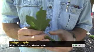 Trees with Don Leopold - hedge maple