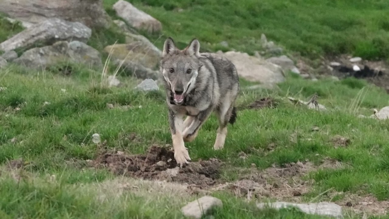 Ibridi lupo-cane in Val di Susa. Un progetto di studio e contenimento