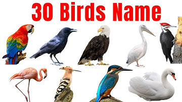 Learn Bird Names in Hindi & English for Kids | Birds Sound | Name of Birds | पक्षियों के नाम