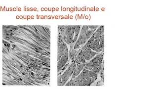 FMPM MOOCs - Le tissu musculaire partie 2 - Pr. FE. Hazmiri