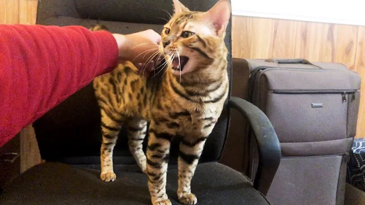 Video 687861: gorgeous bengal cat, bengal cat cuddles, pet show, pets love
