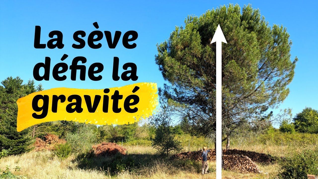 Comment la sève monte dans les arbres (expliqué en 5 minutes)